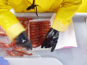 Boxing Medium prawns