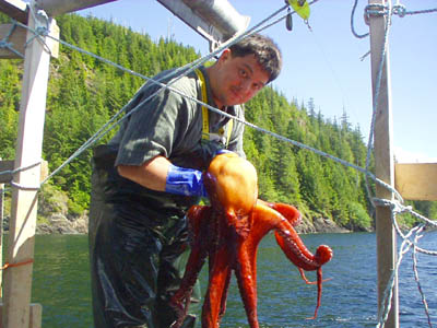 Octopus Traps