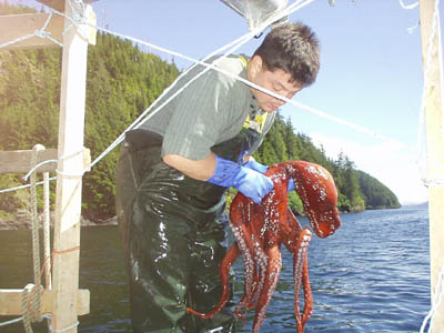 Octopus