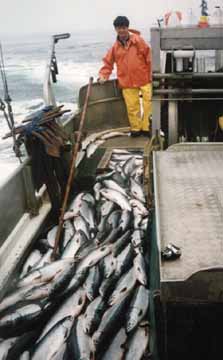 280 sockeye